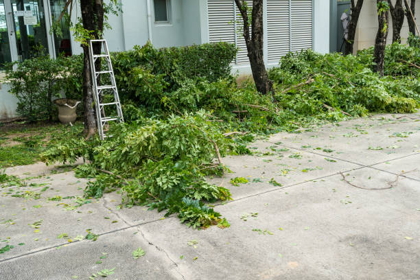 Residential Tree Removal in Frenchtown, MT